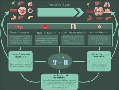 Pleiotropic physiological functions of Piezo1 in human body and its effect on malignant behavior of tumors